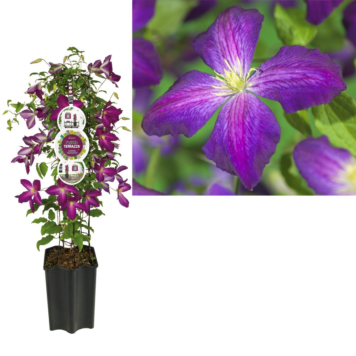 Bosrank (Clematis So Many® Purple Flowers PBR) H 80