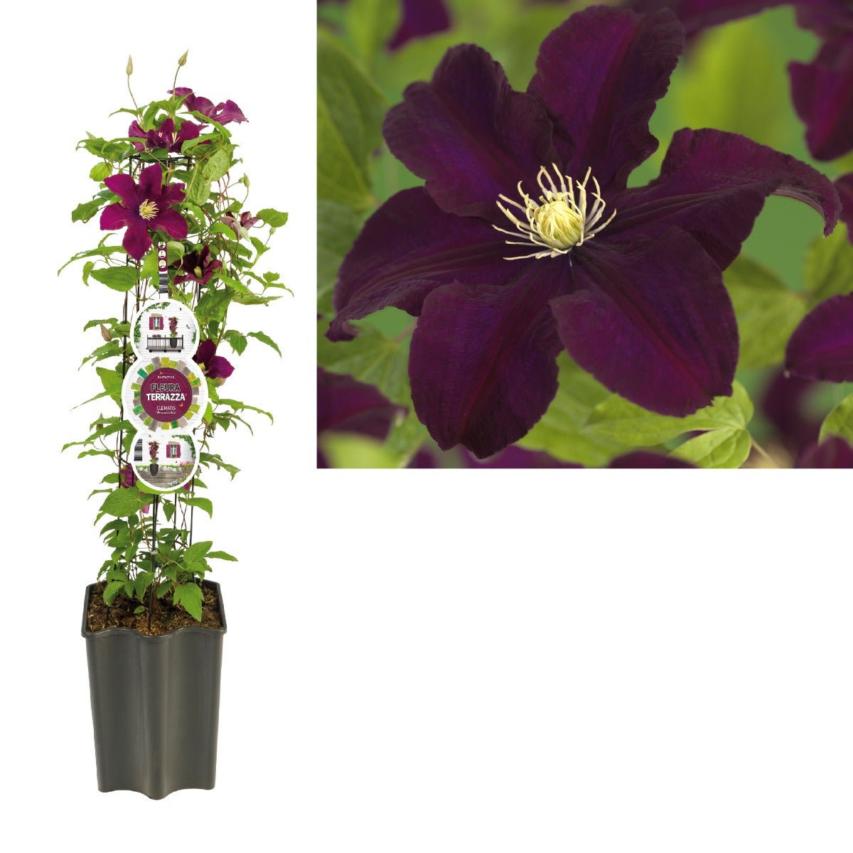 Bosrank (Clematis 'Warszawska Nike') H 80