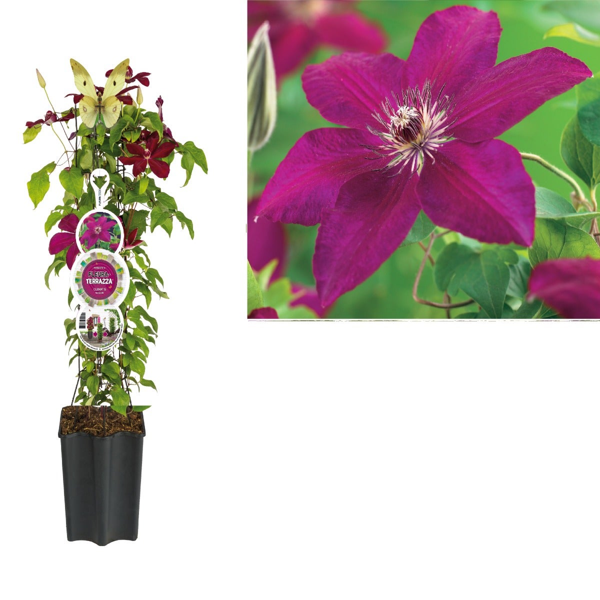 Bosrank (Clematis 'Westerplatte') H 80