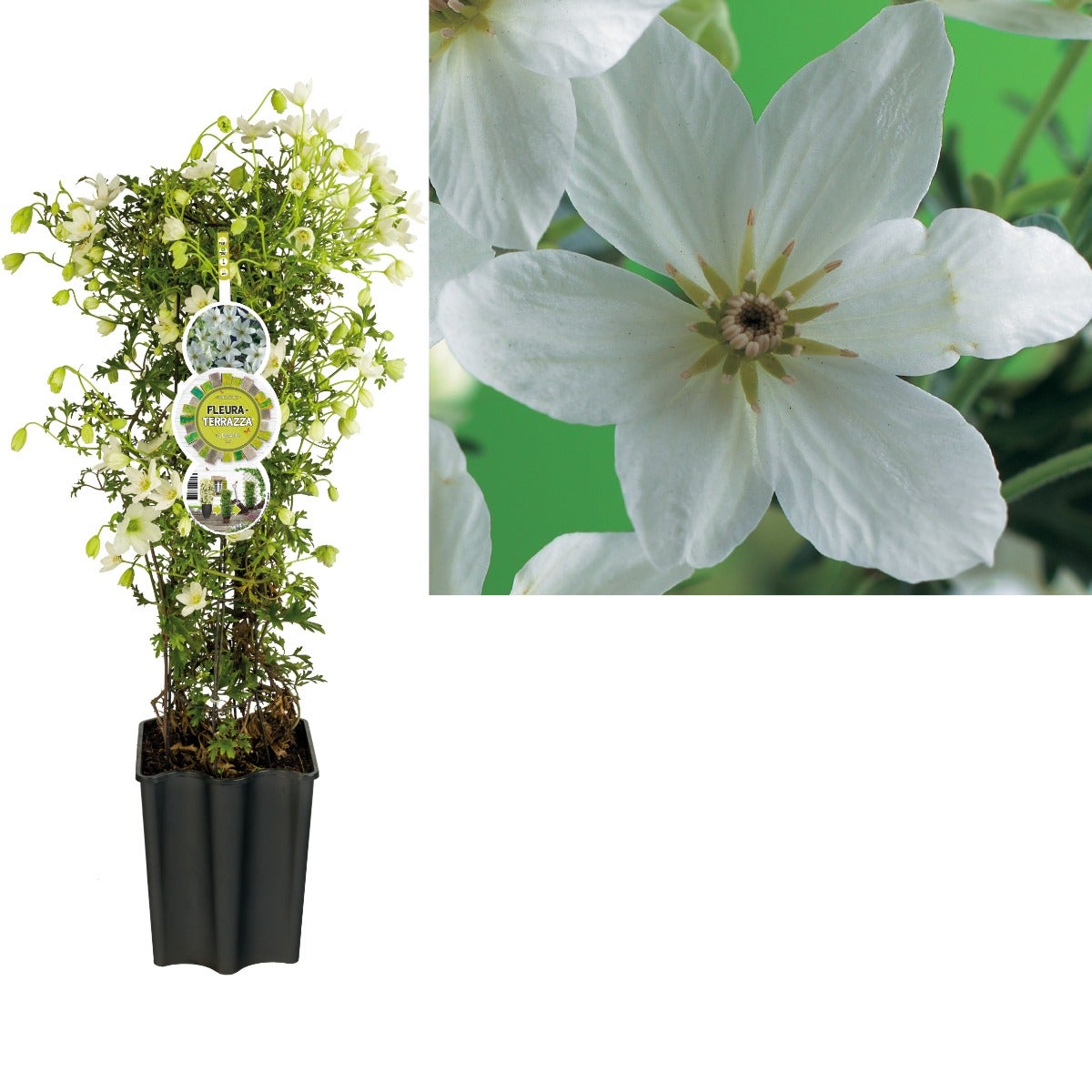 Bosrank (Clematis 'Joe') H 80