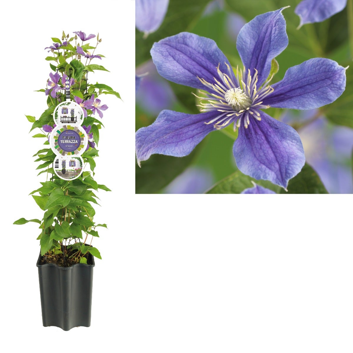 Bosrank (Clematis 'Arabella') H 80
