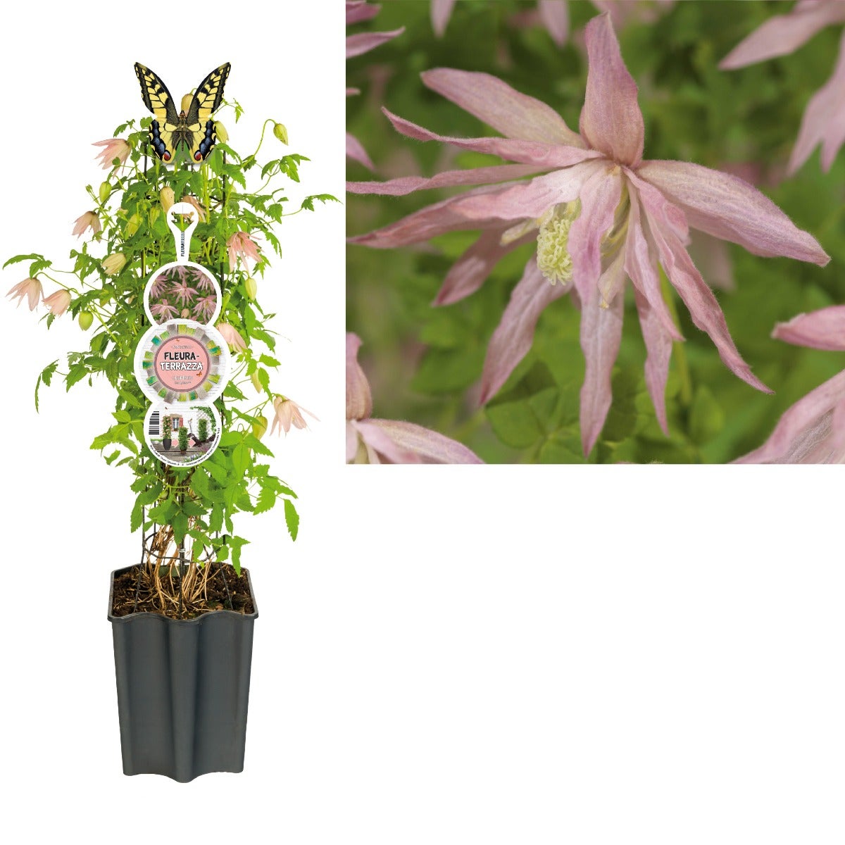 Bosrank (Clematis Country Rose PBR) H 80