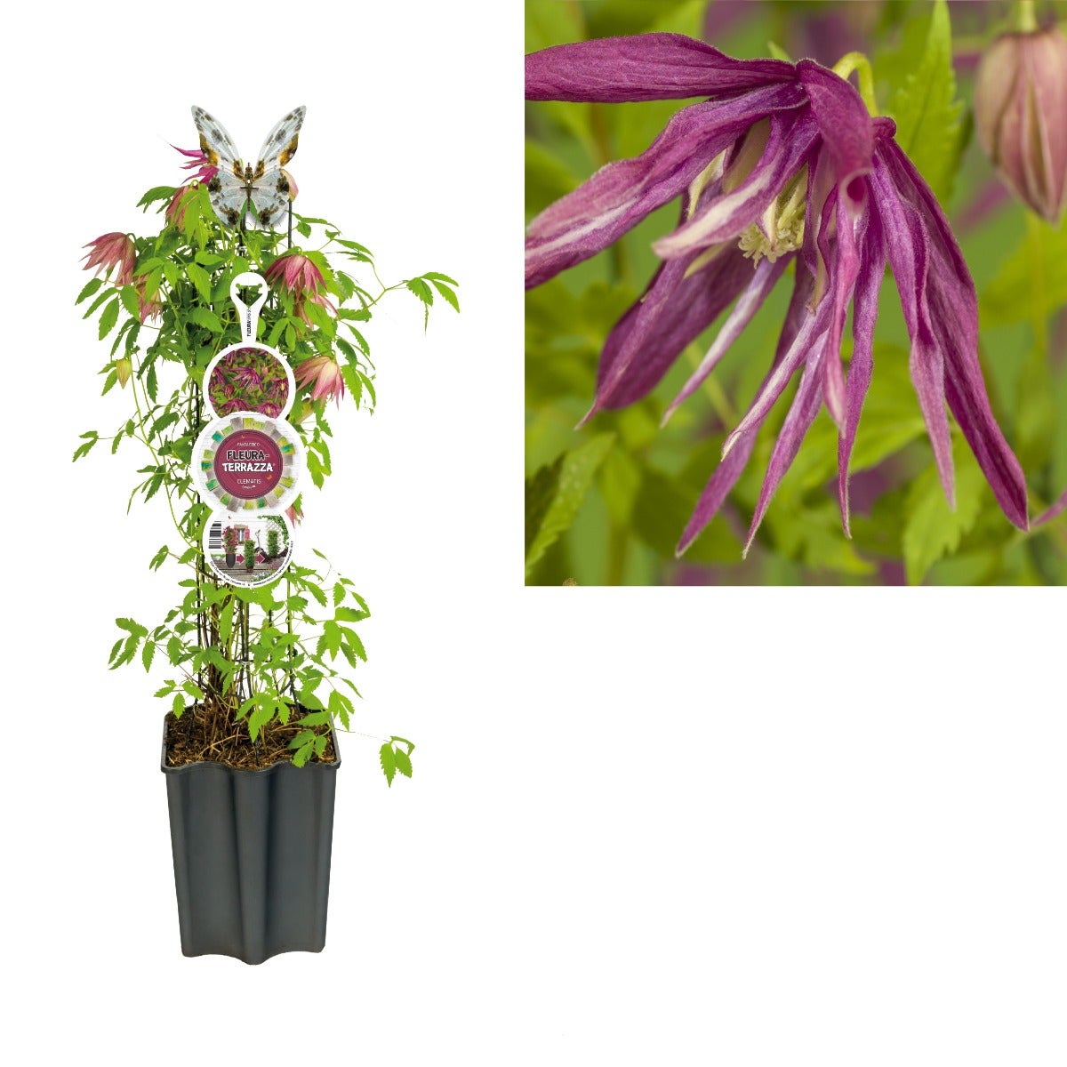 Bosrank (Clematis Octopus PBR) H 80