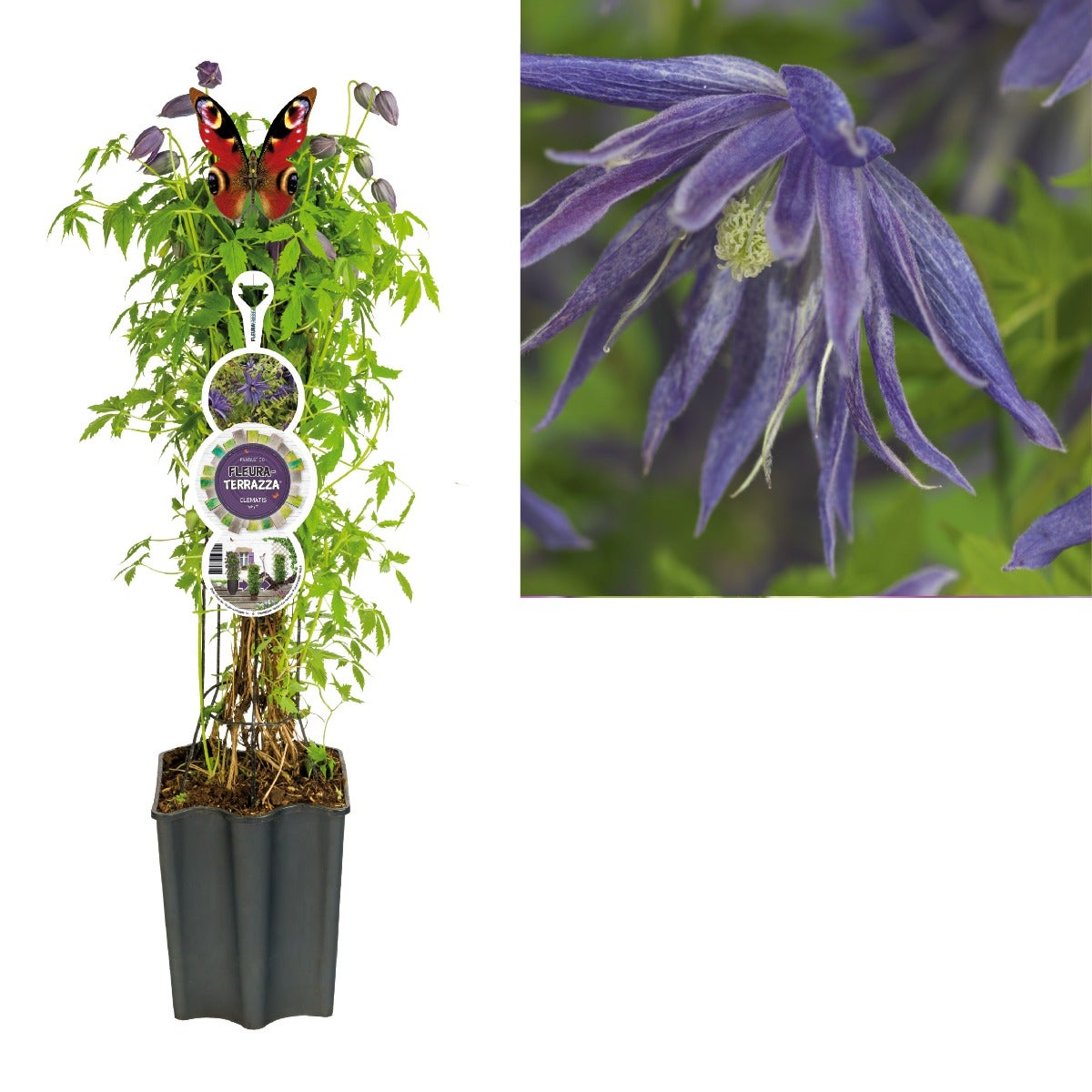 Bosrank (Clematis Spiky PBR) H 80