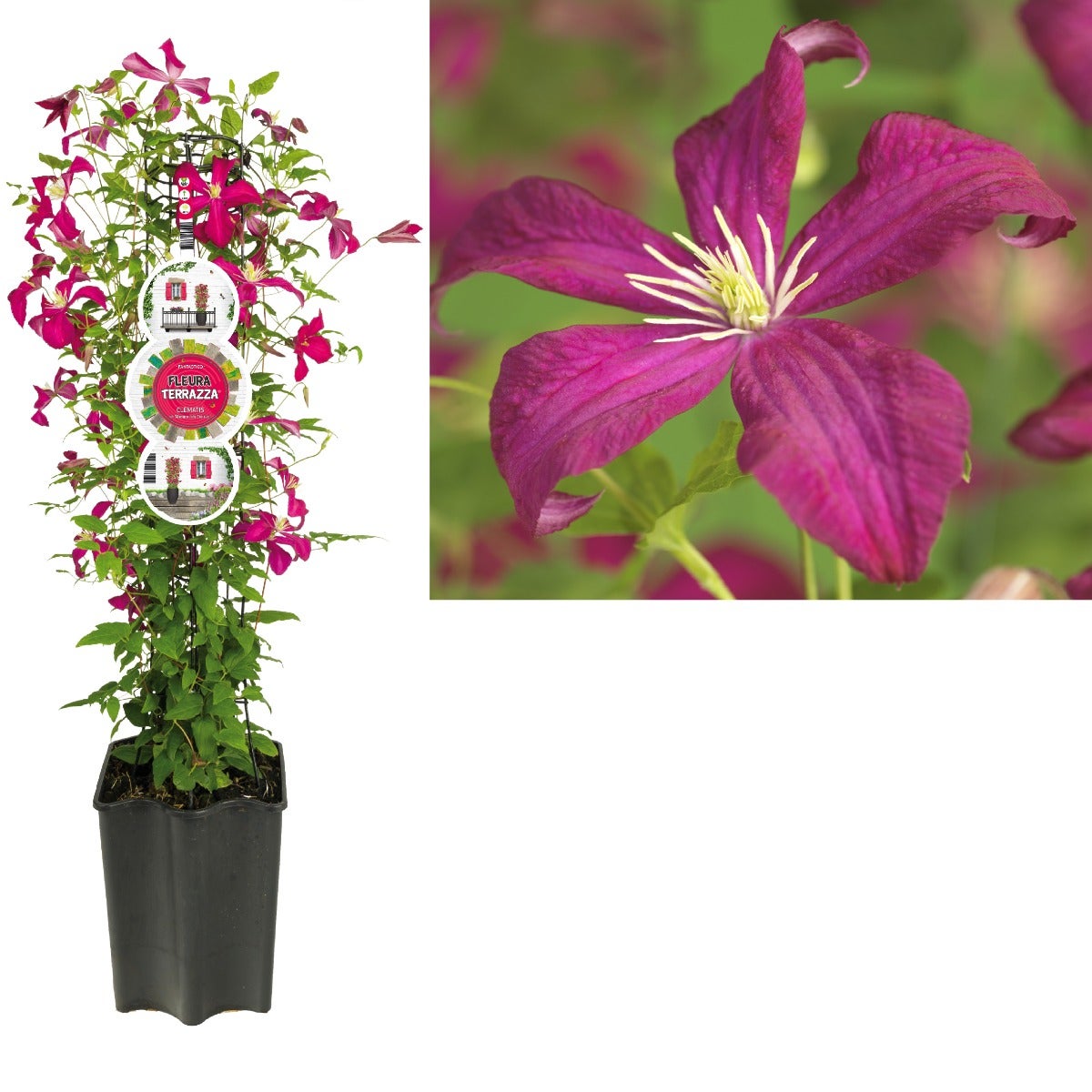 Bosrank (Clematis vit. 'Madame Julia Correvon') H 80