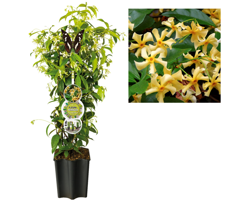 Jasmijn (Trachelospermum jasm. 'Star of Toscane' PBR) H 80