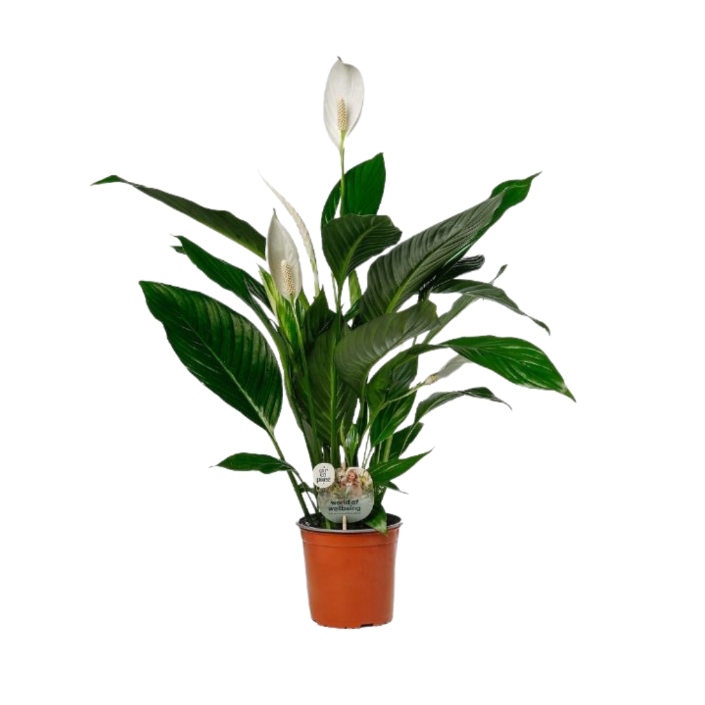 Lepelplant (Spathiphyllum) H 60 ø 17 cm