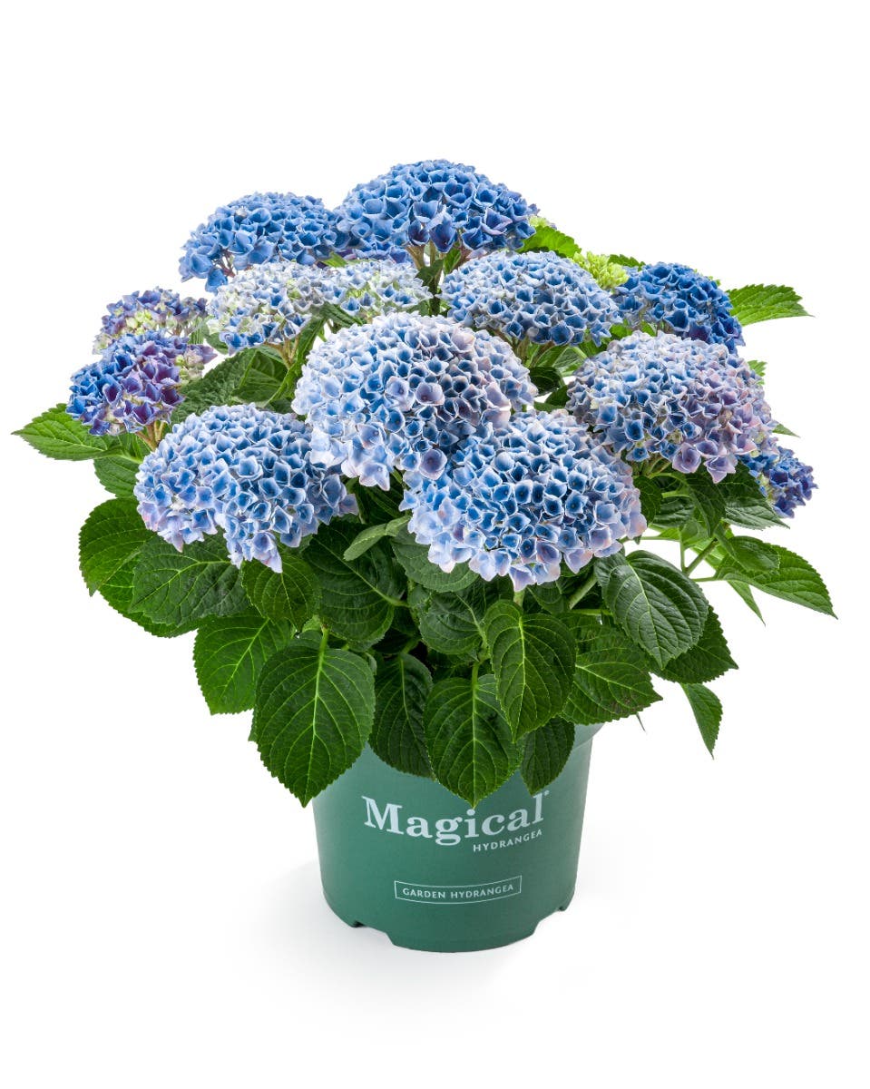 Hortensia (Hydrangea macrophylla Magical Revolution) H 45 ø 23 cm