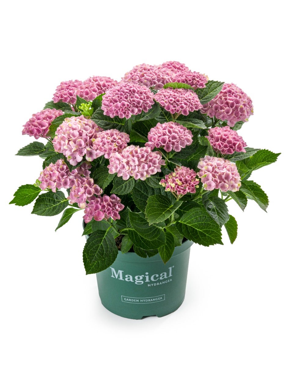 Hortensia (Hydrangea macrophylla Magical Revolution) H 45 ø 23 cm