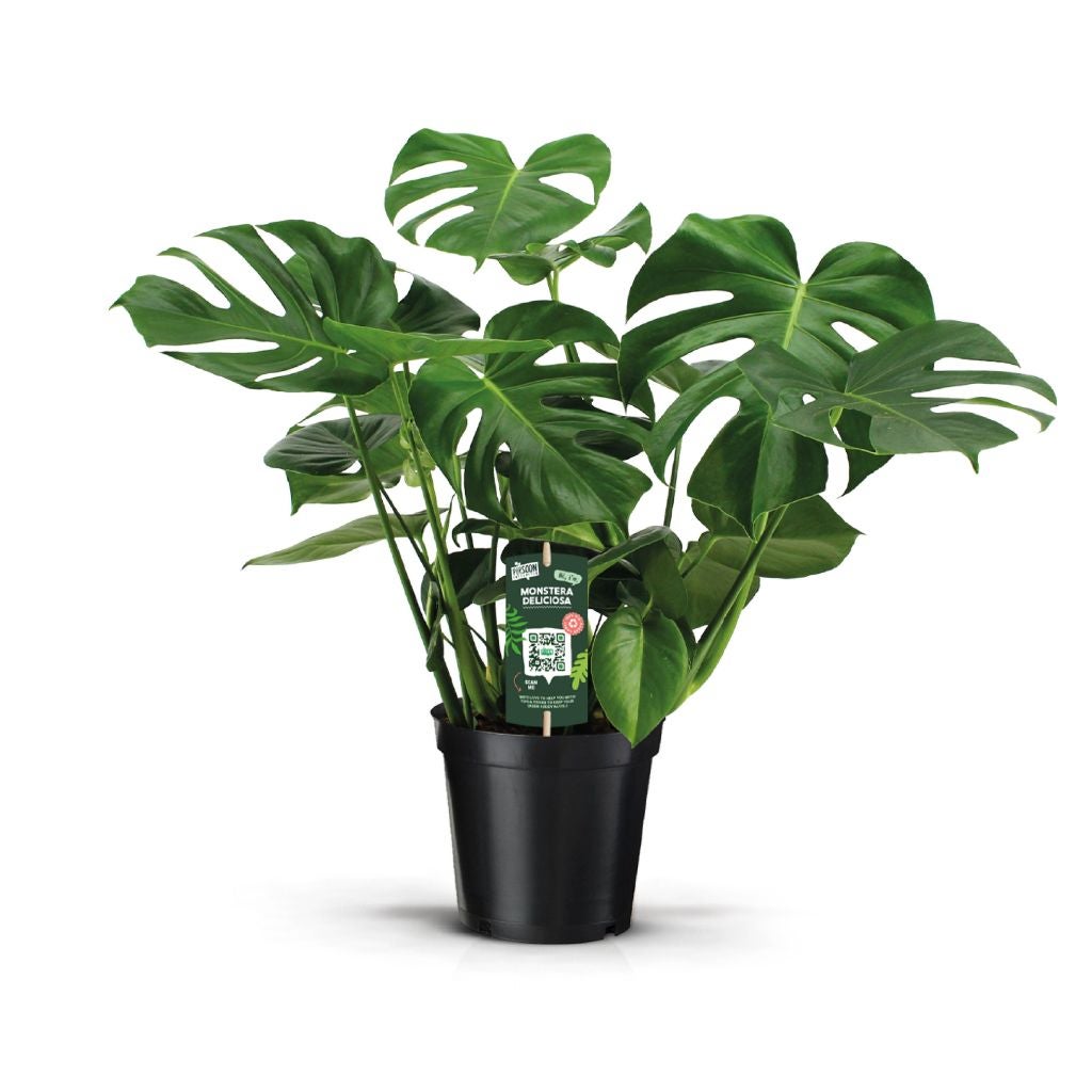 Gatenplant (Monstera Deliciosa) H 70 ø 21 cm