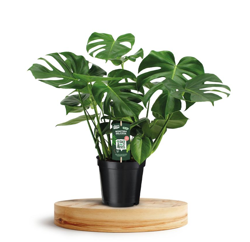 Gatenplant (Monstera Deliciousa) H 80Hoogte 80 cm