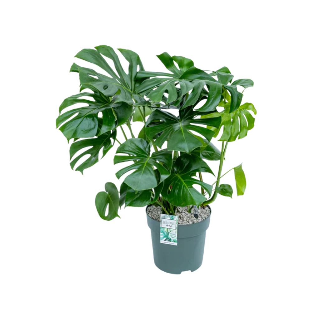 Gatenplant (Monstera Deliciosa) 100 x 30 cm