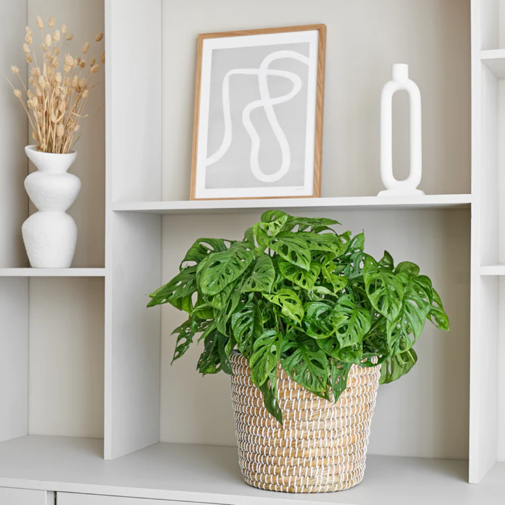 Rimpelgatenplant (Monstera Obliqua) 60 x 27 cm