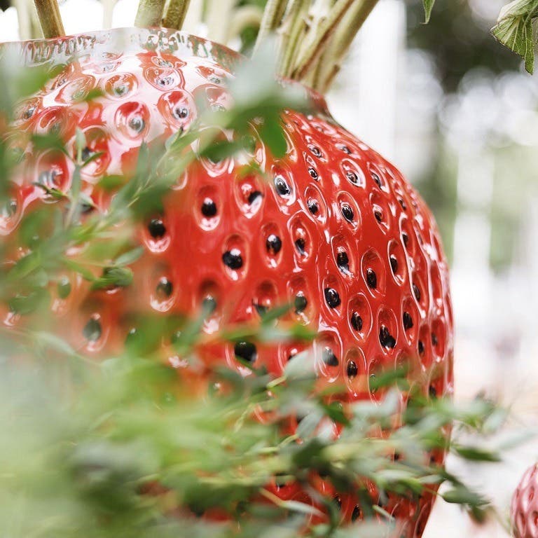 Des Pots Aardbeivaas rood 11 cm