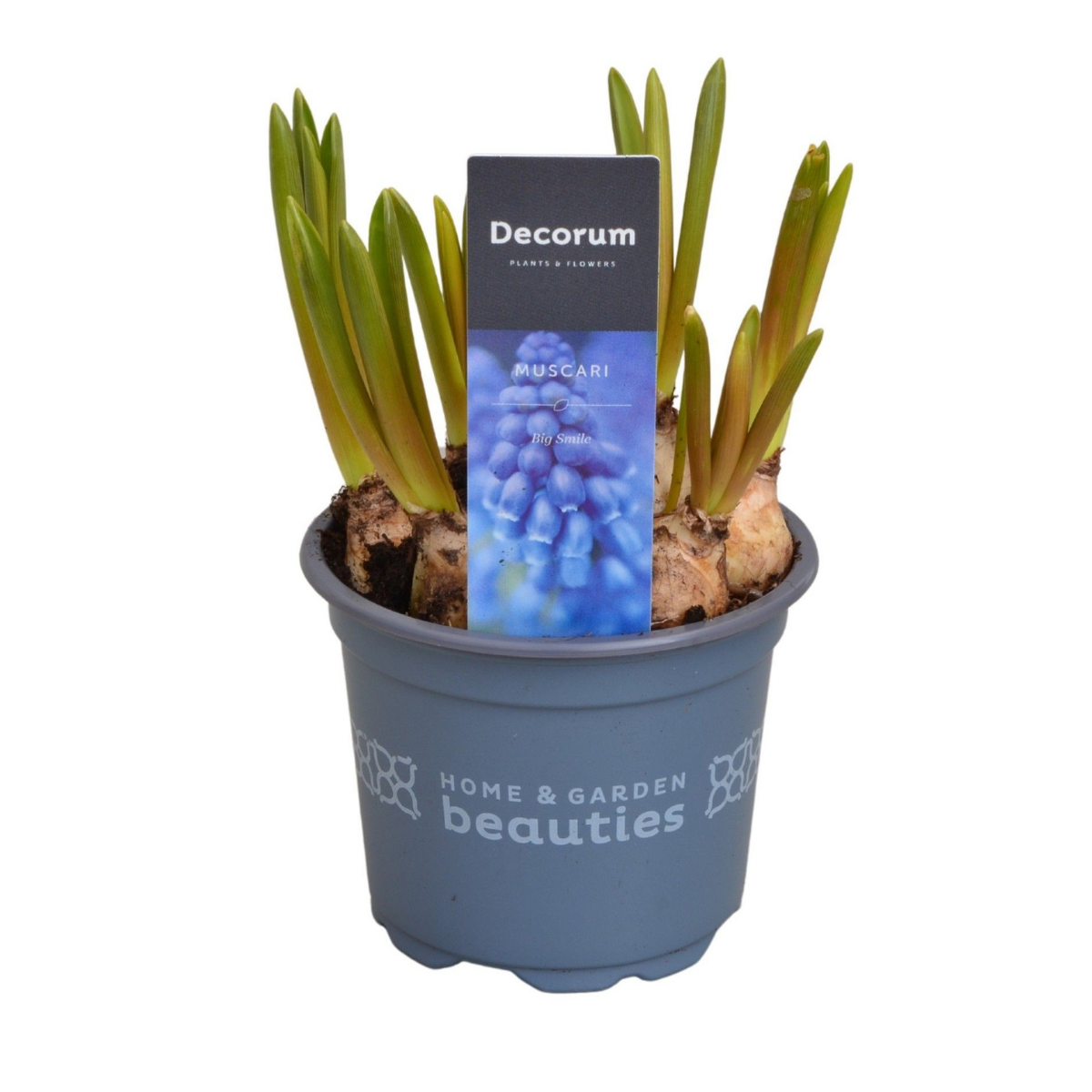 Blauwe druifjes Muscari 10 cm