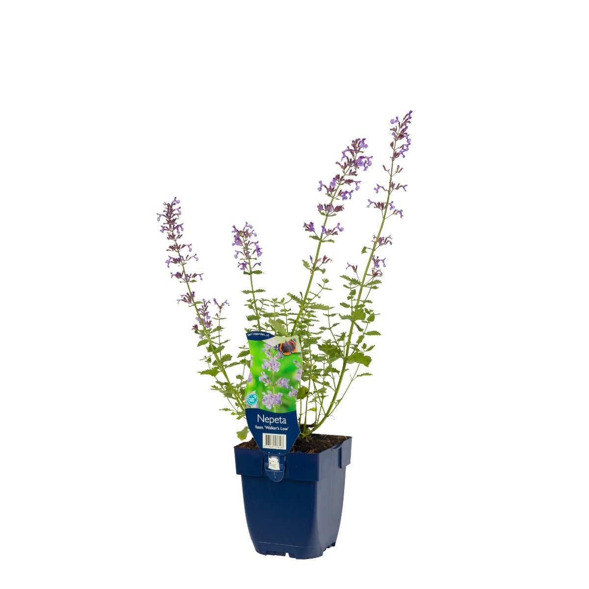 Kattekruid (Nepeta faassenii 'Walker's Low') ø 11 cm