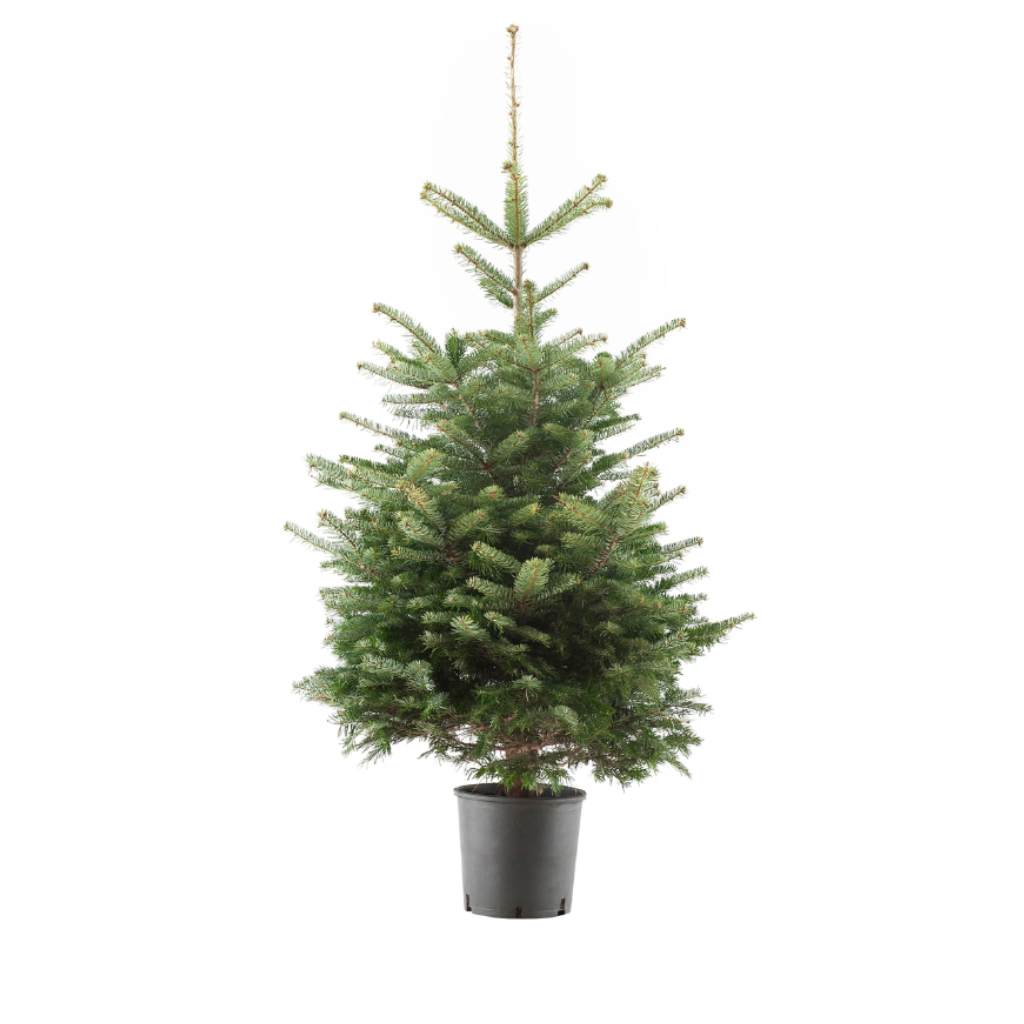 Kerstboom Nordmann 80-100 cm in pot