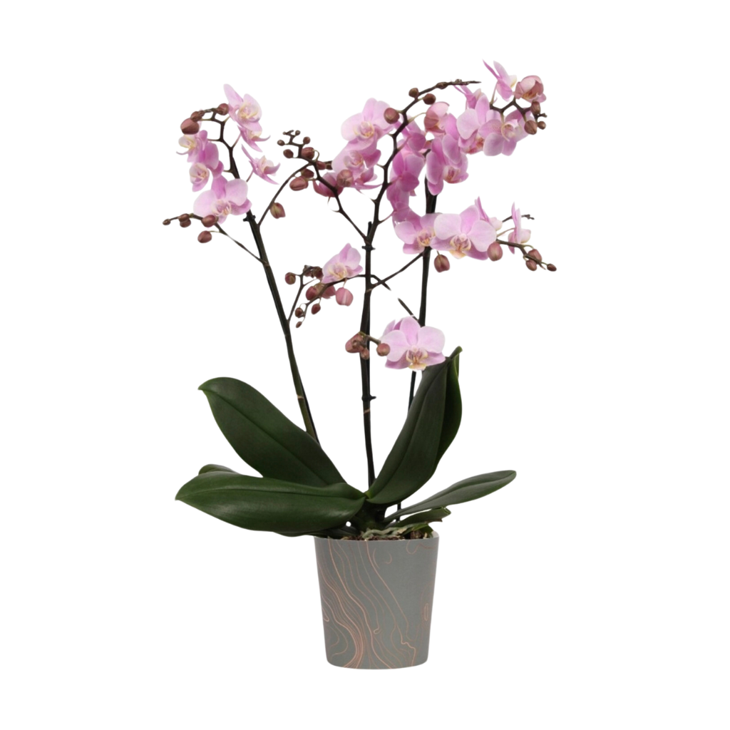 Orchidee (Phalaenopsis) H 40 ø 12 cm