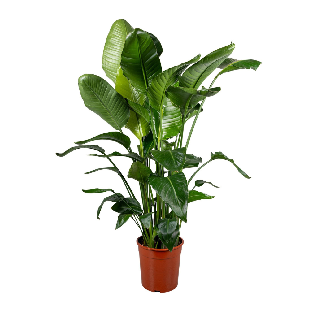 Paradijsvogelplant (Strelitzia Nicolai) 150 cm