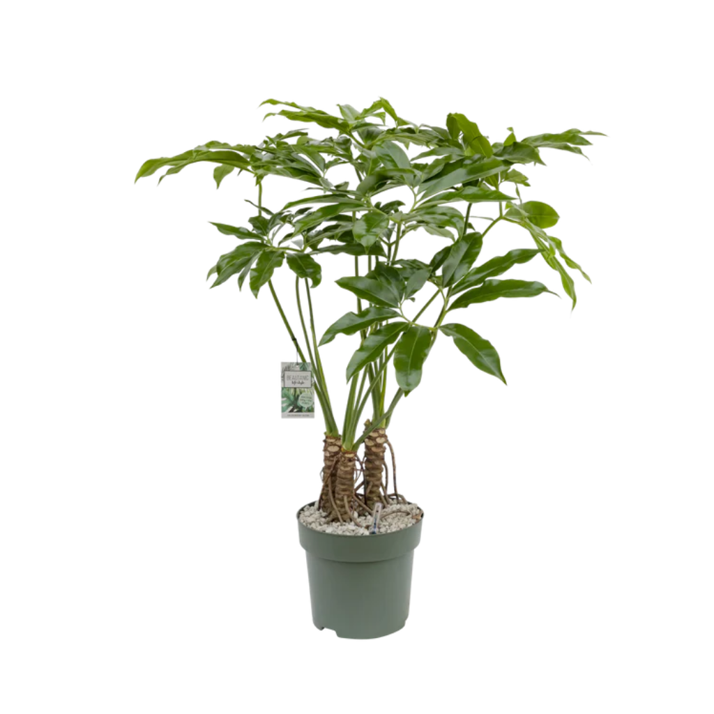 Philodendron Fun Bun 130 x 30 cm