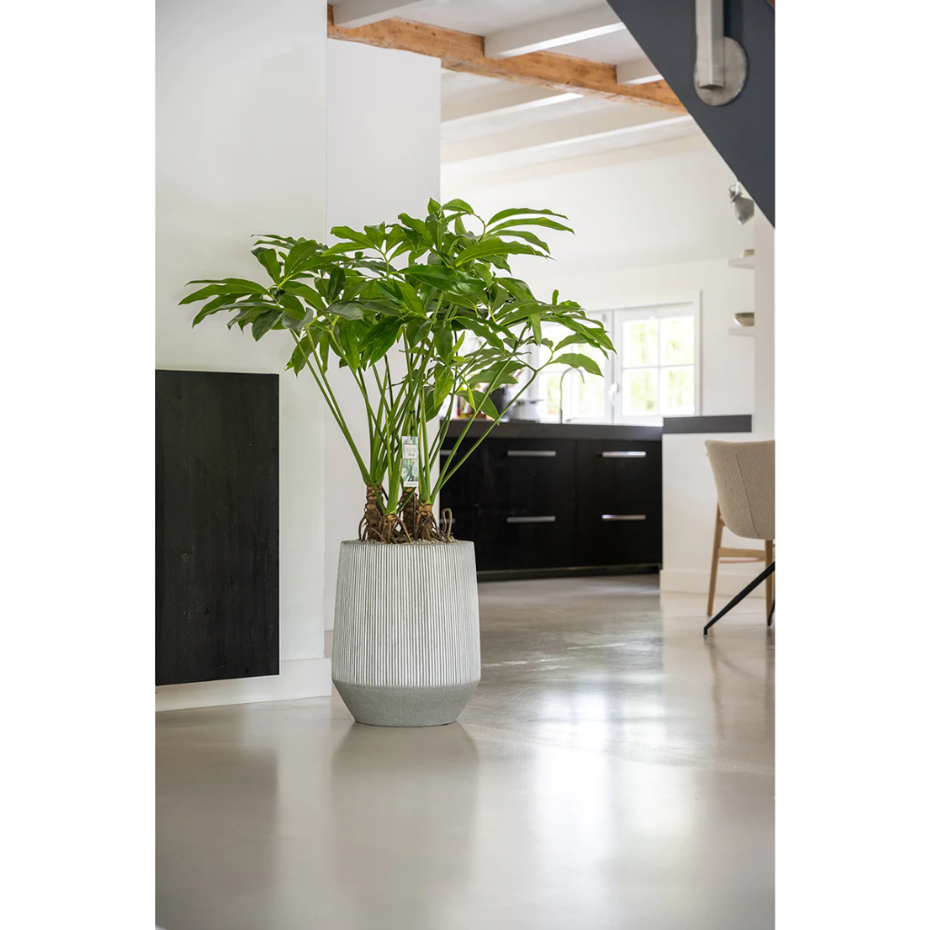 Philodendron Fun Bun 130 x 30 cm