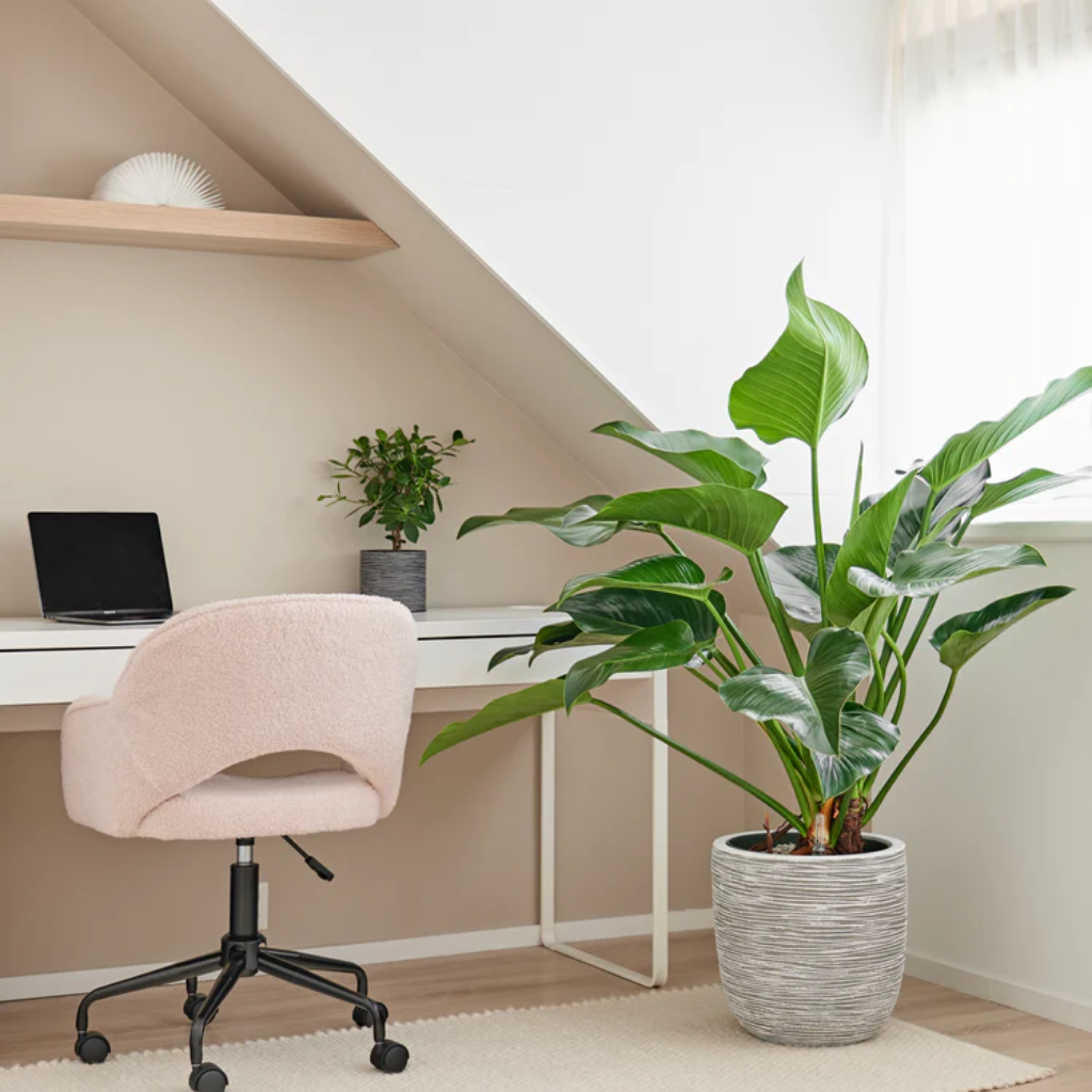 Philodendron Green Beauty 110 x 30 cm