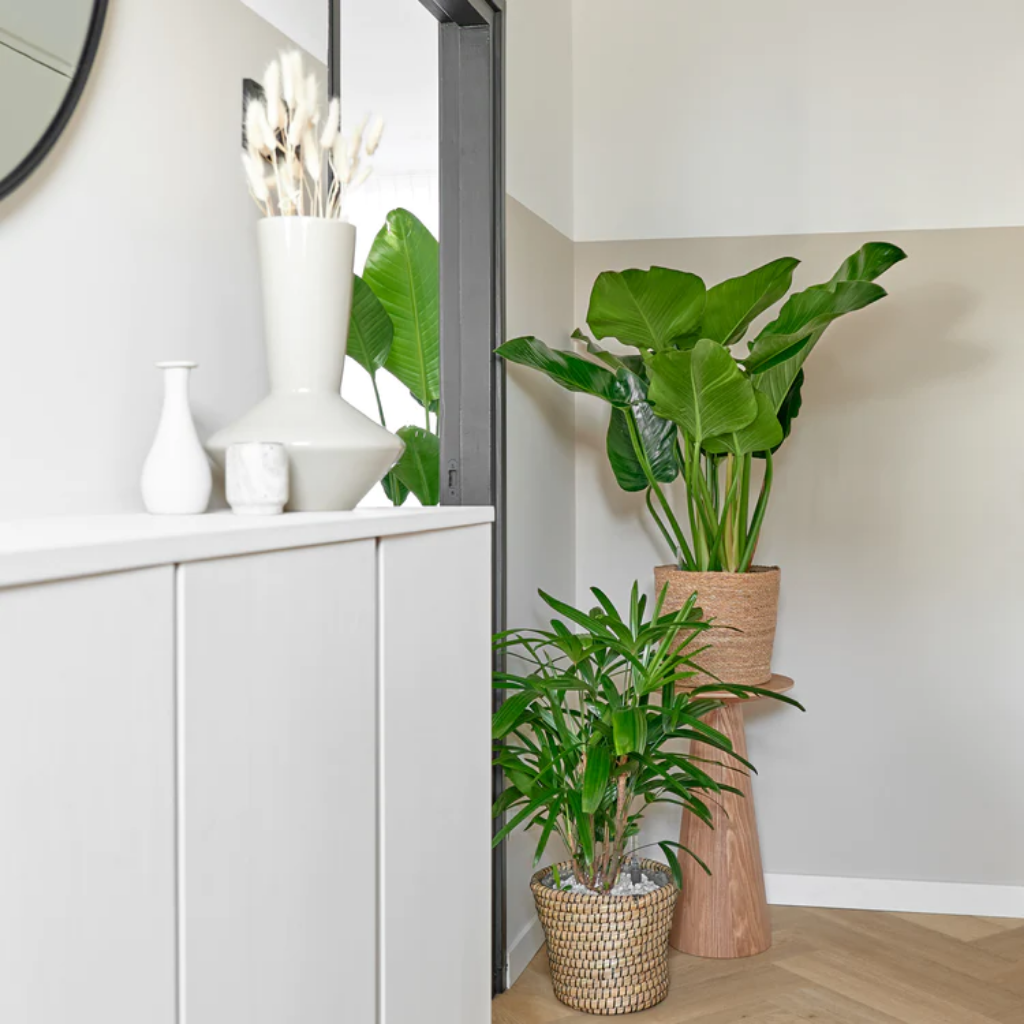 Philodendron Green Beauty 110 x 30 cm