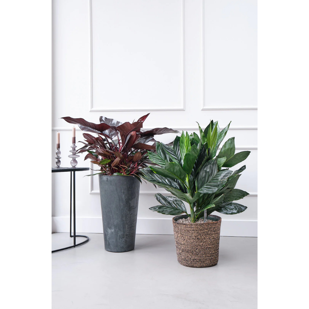 Philodendron Lisa 90 x 27 cm