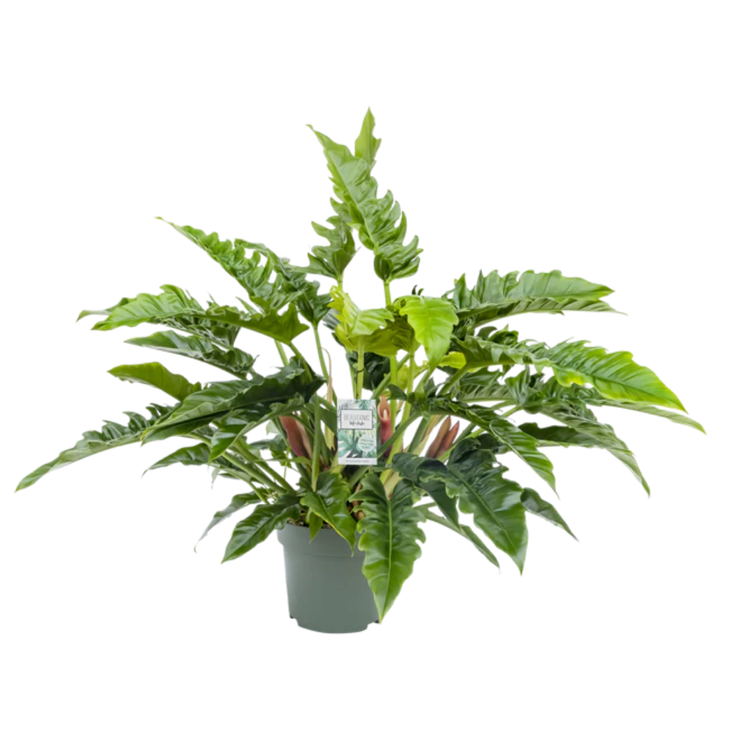 Philodendron Rambo ( Narrow Escape) 30 cm