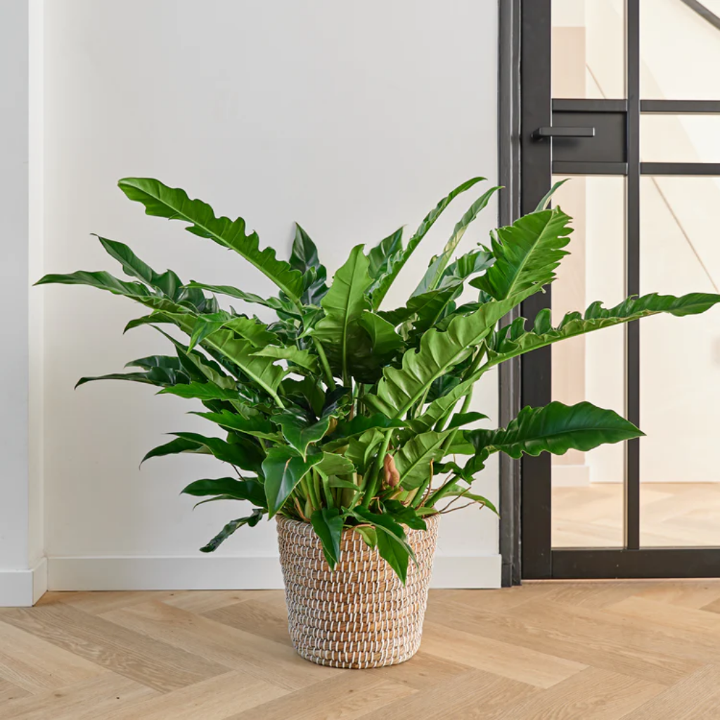 Philodendron Rambo (Philodendron Narrow Escape) 65 x 27 cm