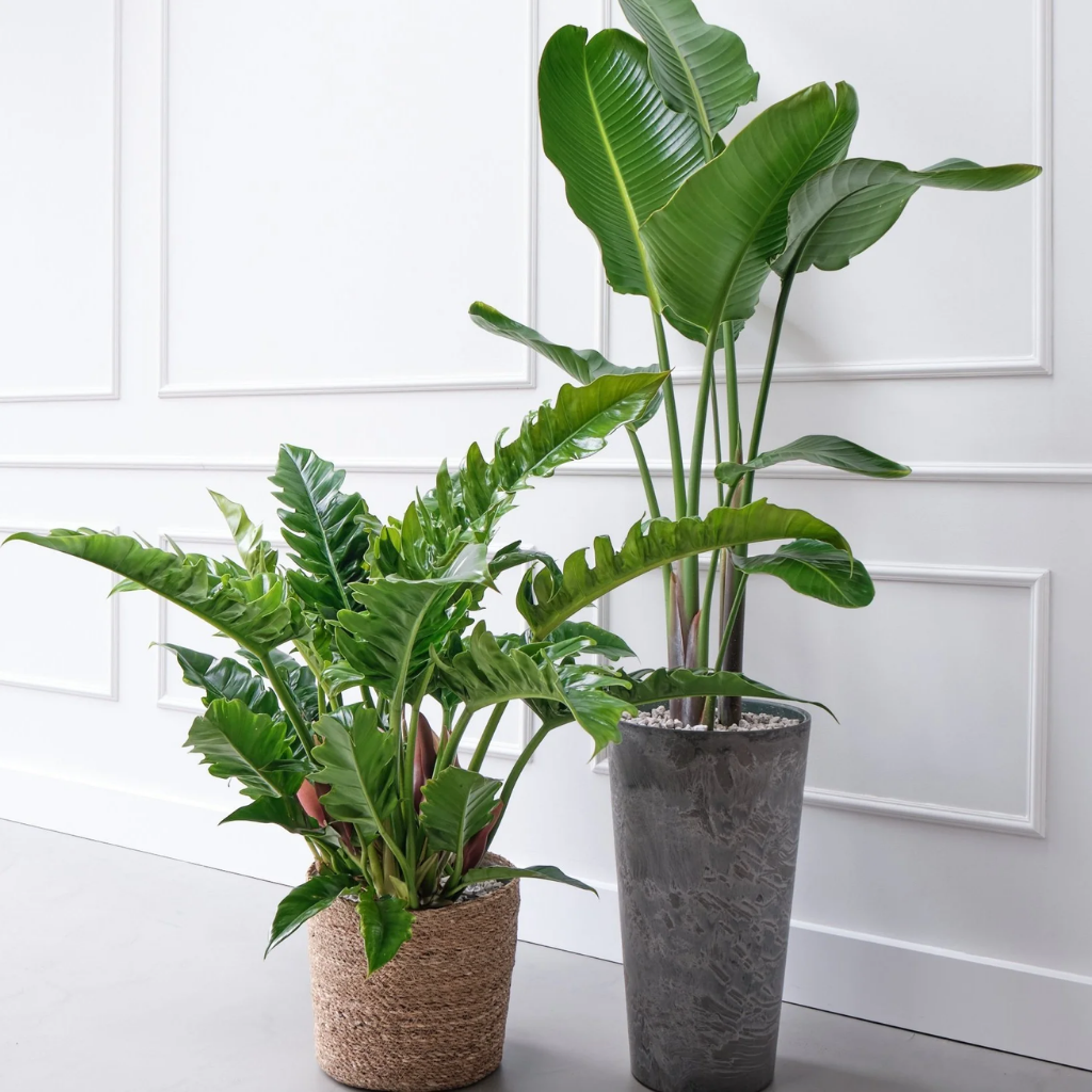Philodendron Rambo (Philodendron Narrow Escape) 65 x 27 cm