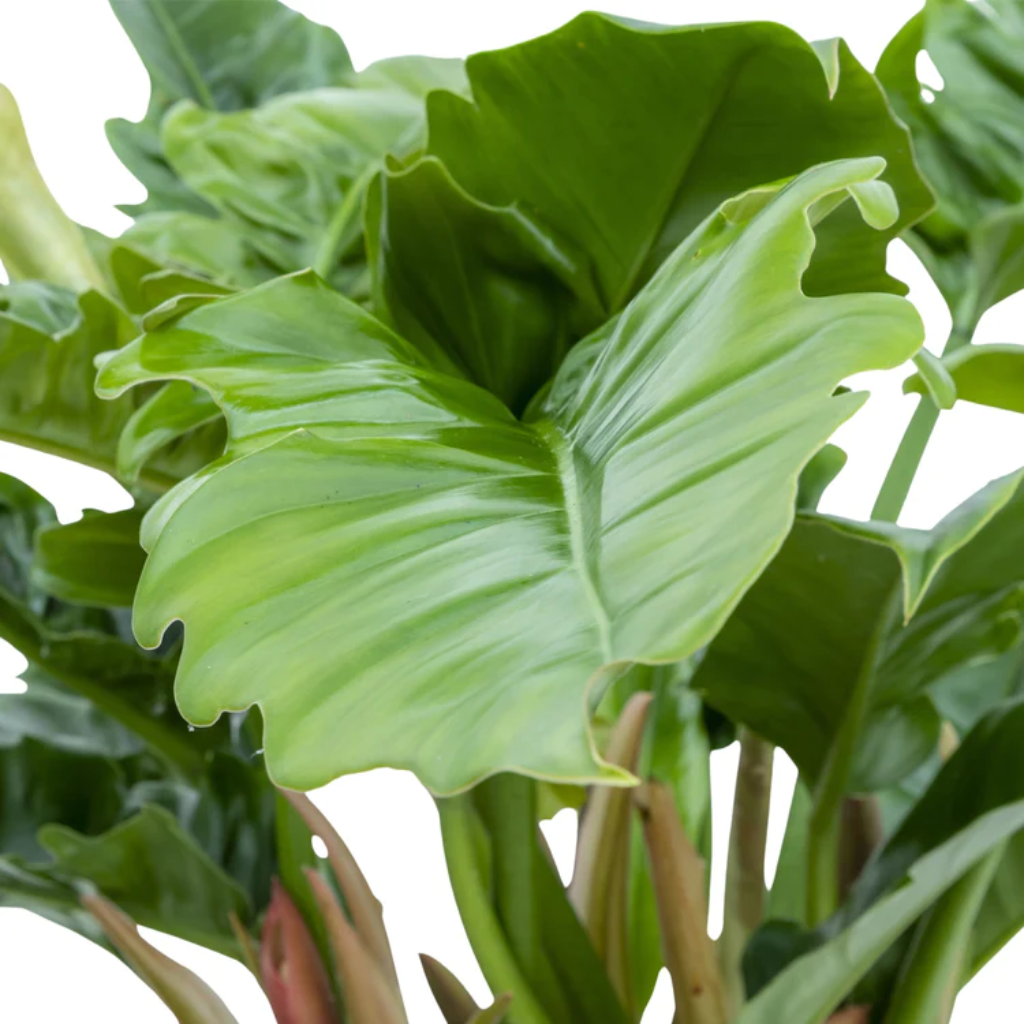Philodendron Rambo (Philodendron Narrow Escape) 65 x 27 cm