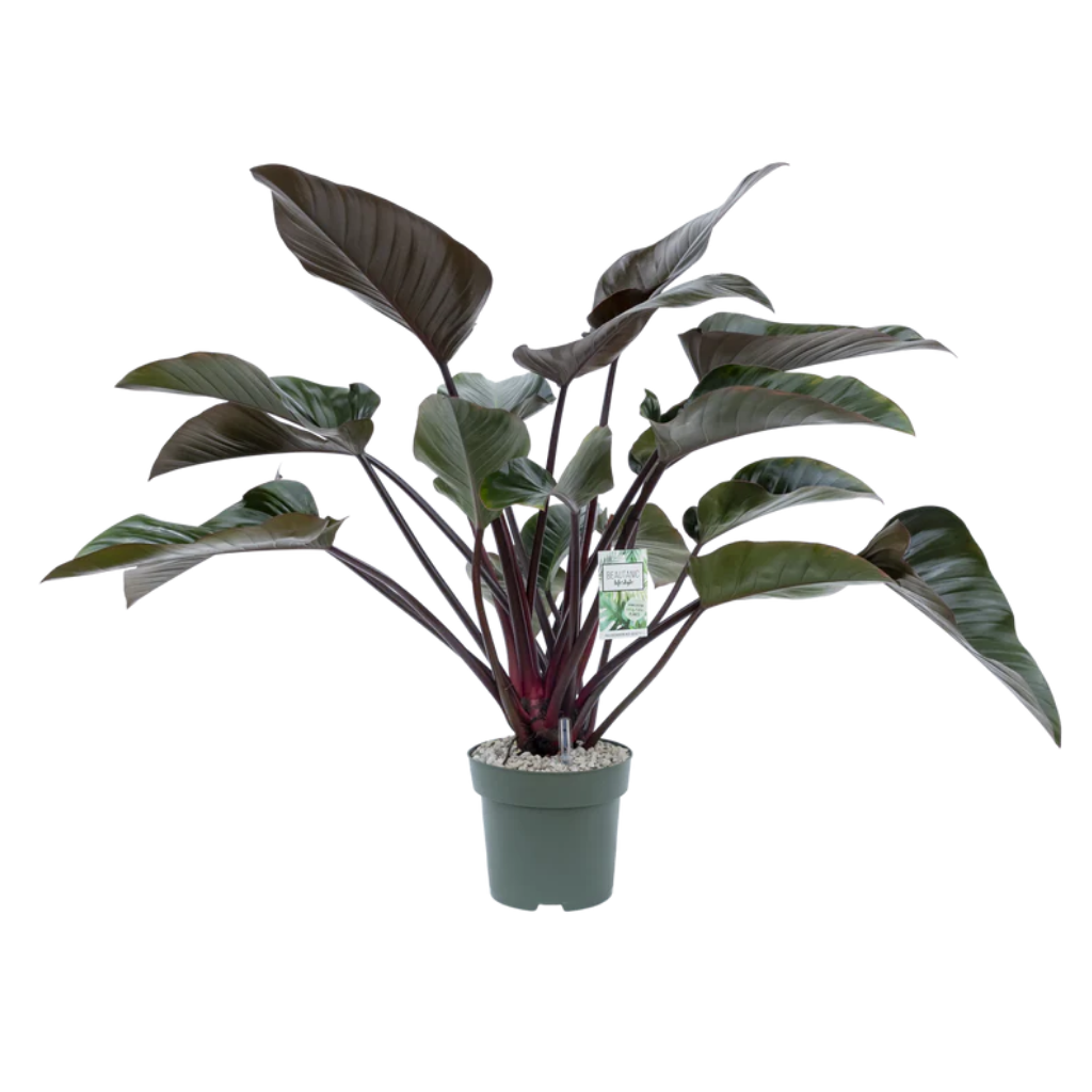 Philodendron Red Beauty 90 x 27 cm