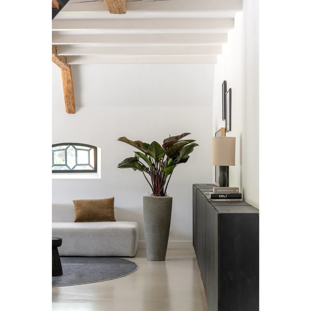 Philodendron Red Beauty 90 x 27 cm