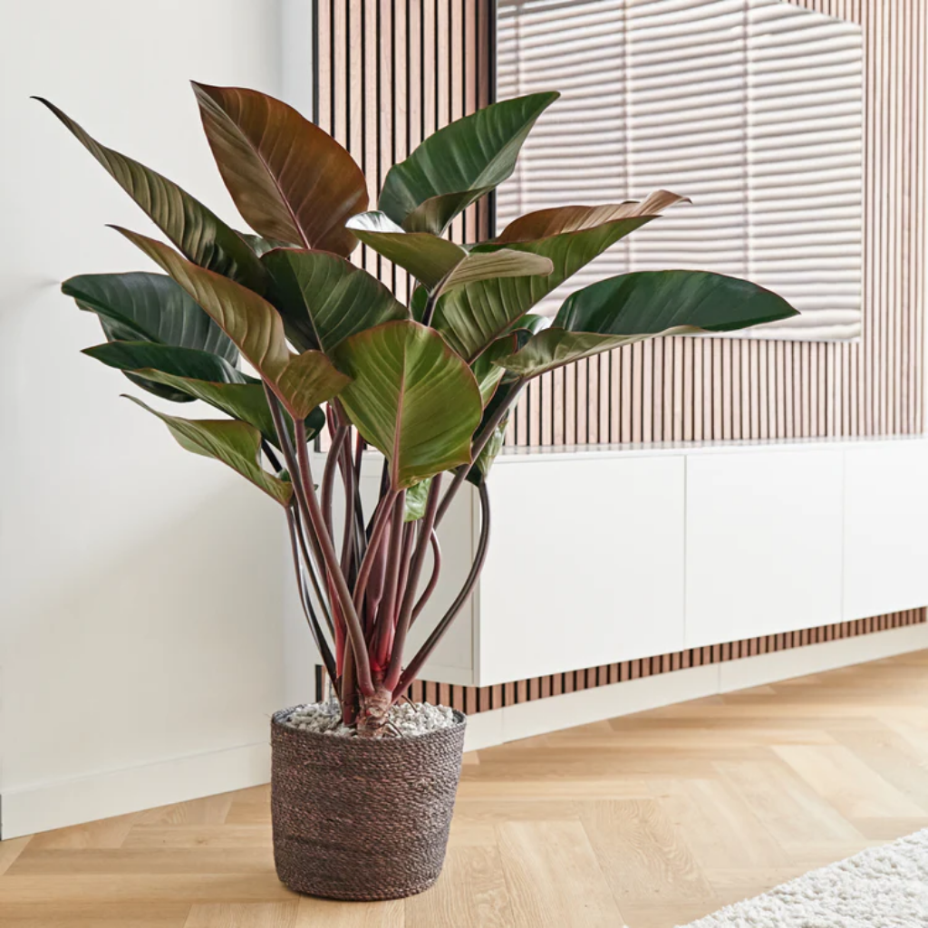 Philodendron Red Beauty 90 x 27 cm