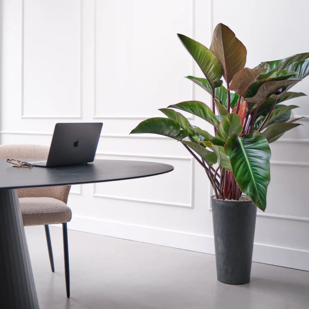 Philodendron Red Beauty 90 x 27 cm