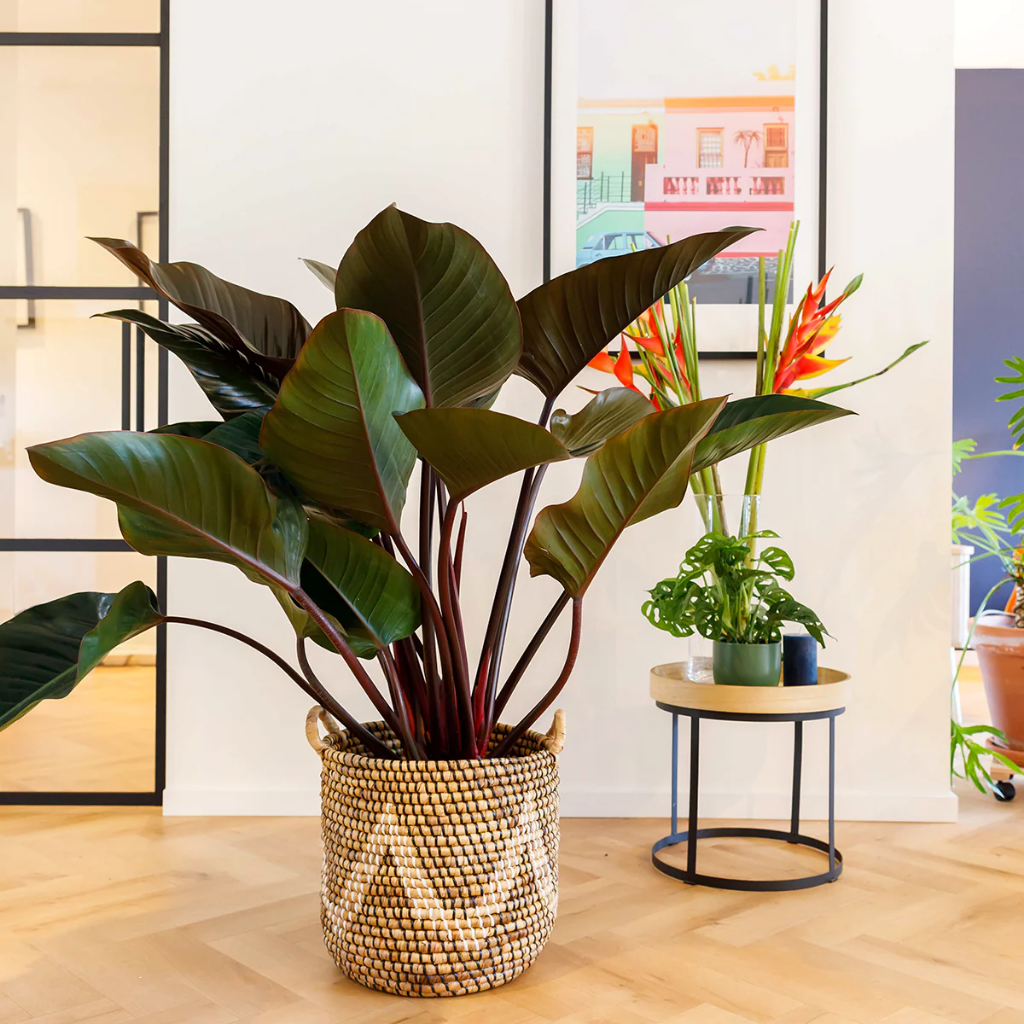 Philodendron Red Beauty 90 x 27 cm