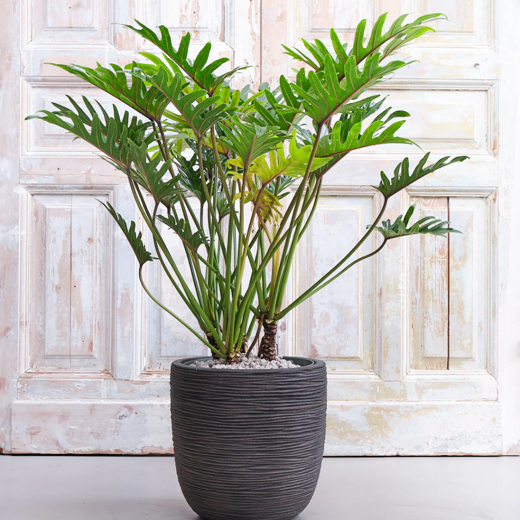 Philodendron Xantal 120 x 30 cm | De Bosrand - Sfeervol genieten