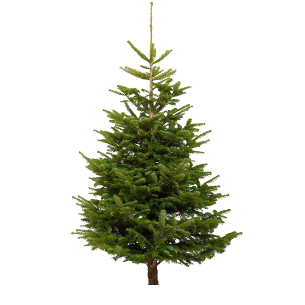 Kerstboom Picea Abies gezaagd 200-250 cm