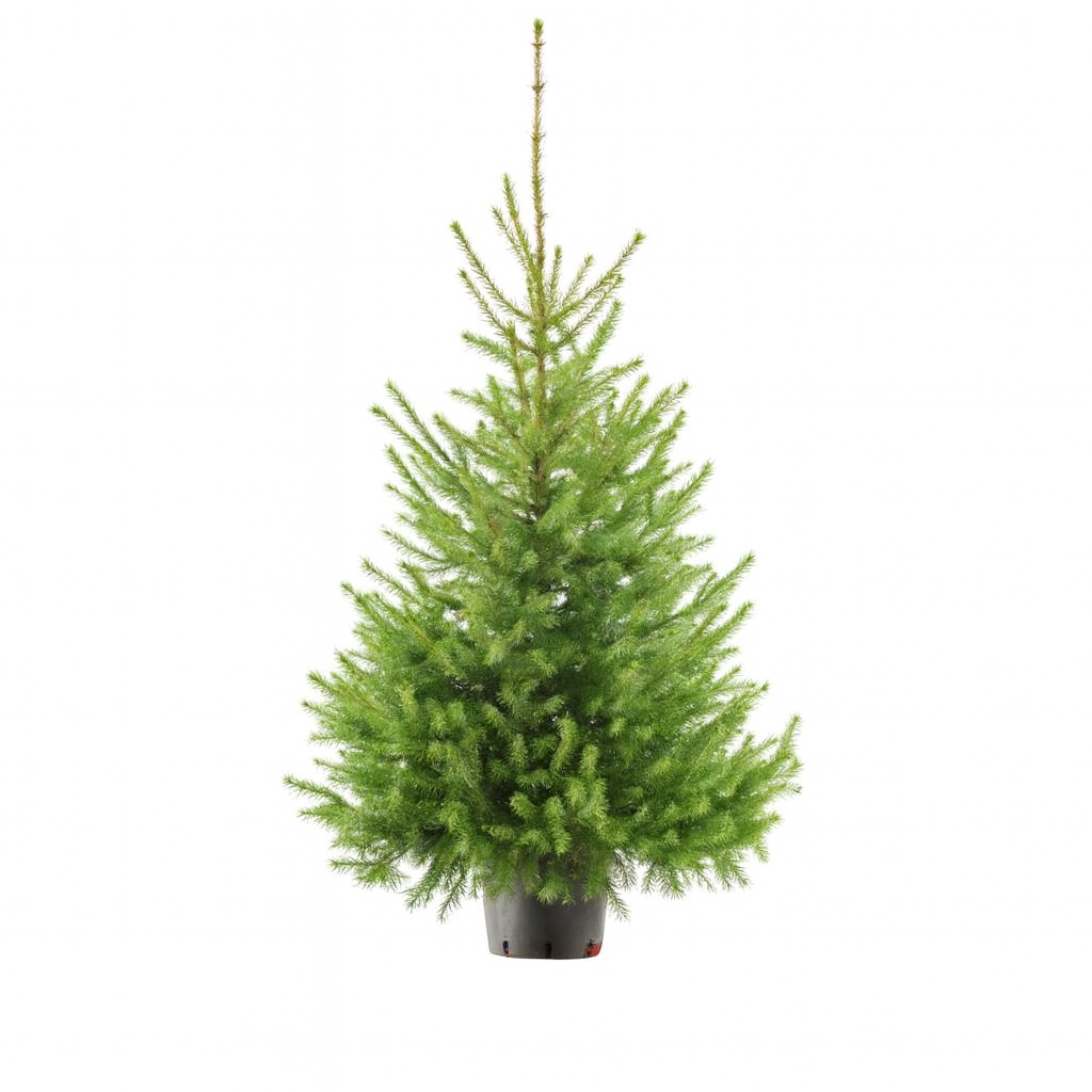 Kerstboom Picea Omorika 125-150 cm in pot