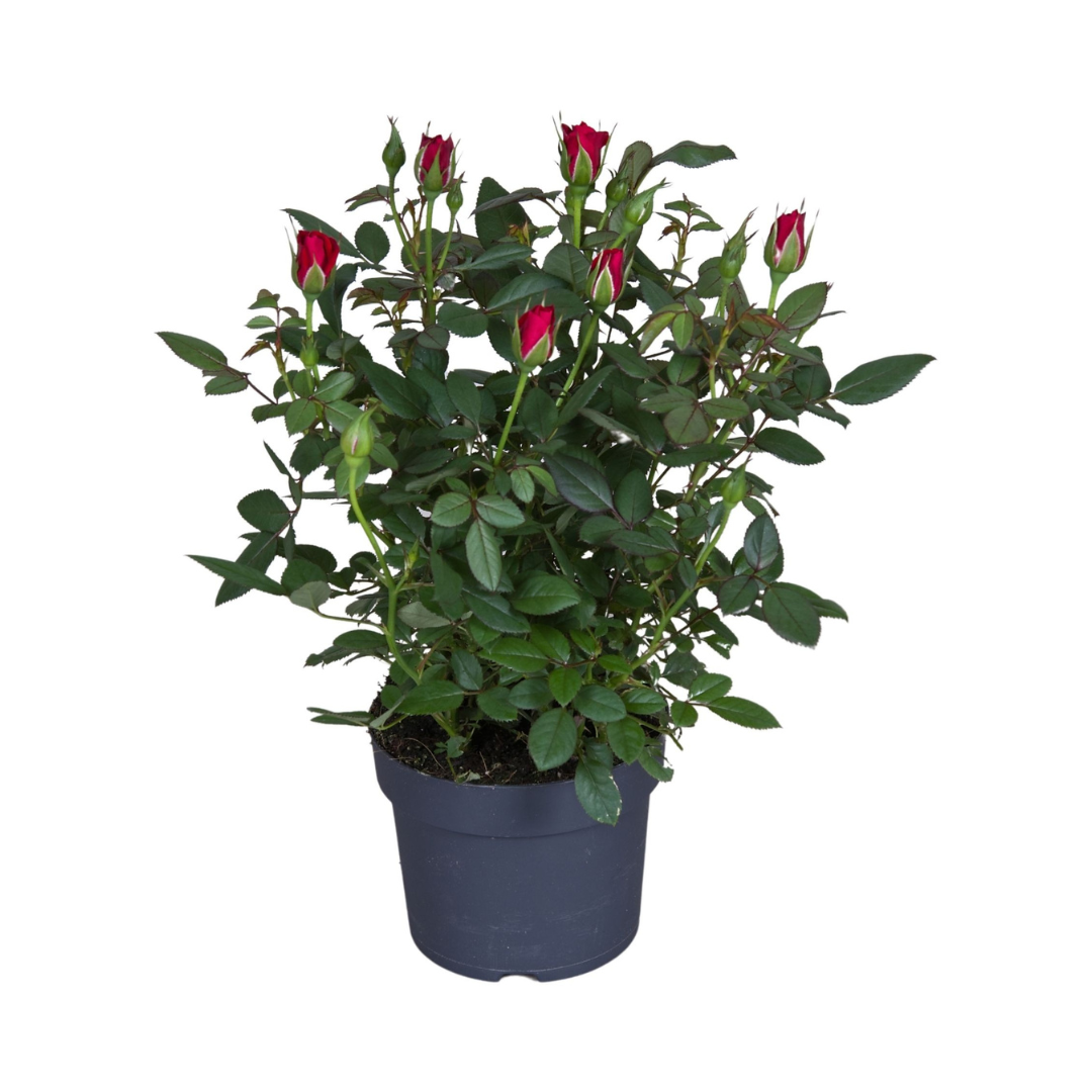 Potroosje (Rosa) H 25 cm ø 10.5 cm