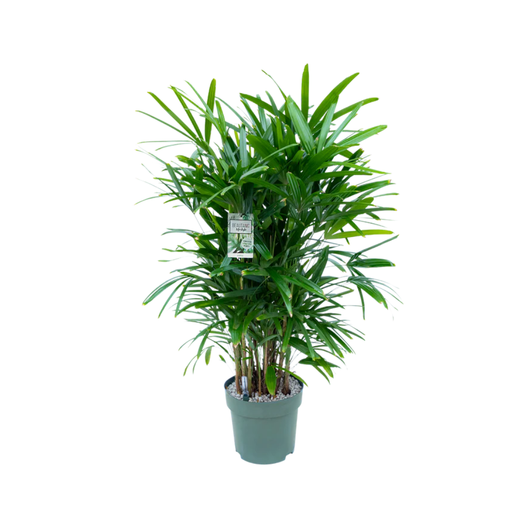 Bamboepalm (Rhapis Excelsa) 130 x 30 cm
