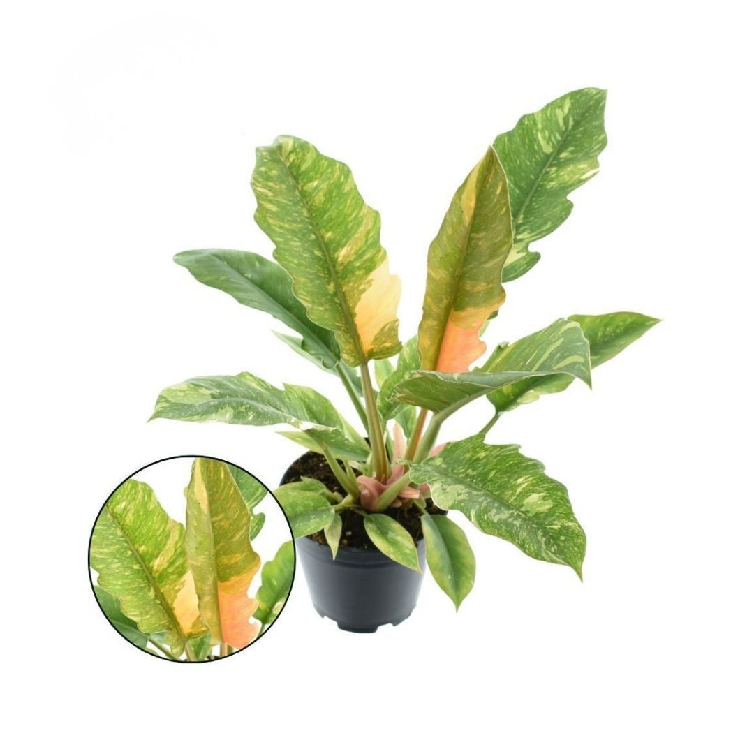 Philodendron ( Ring of Fire) 30 cm