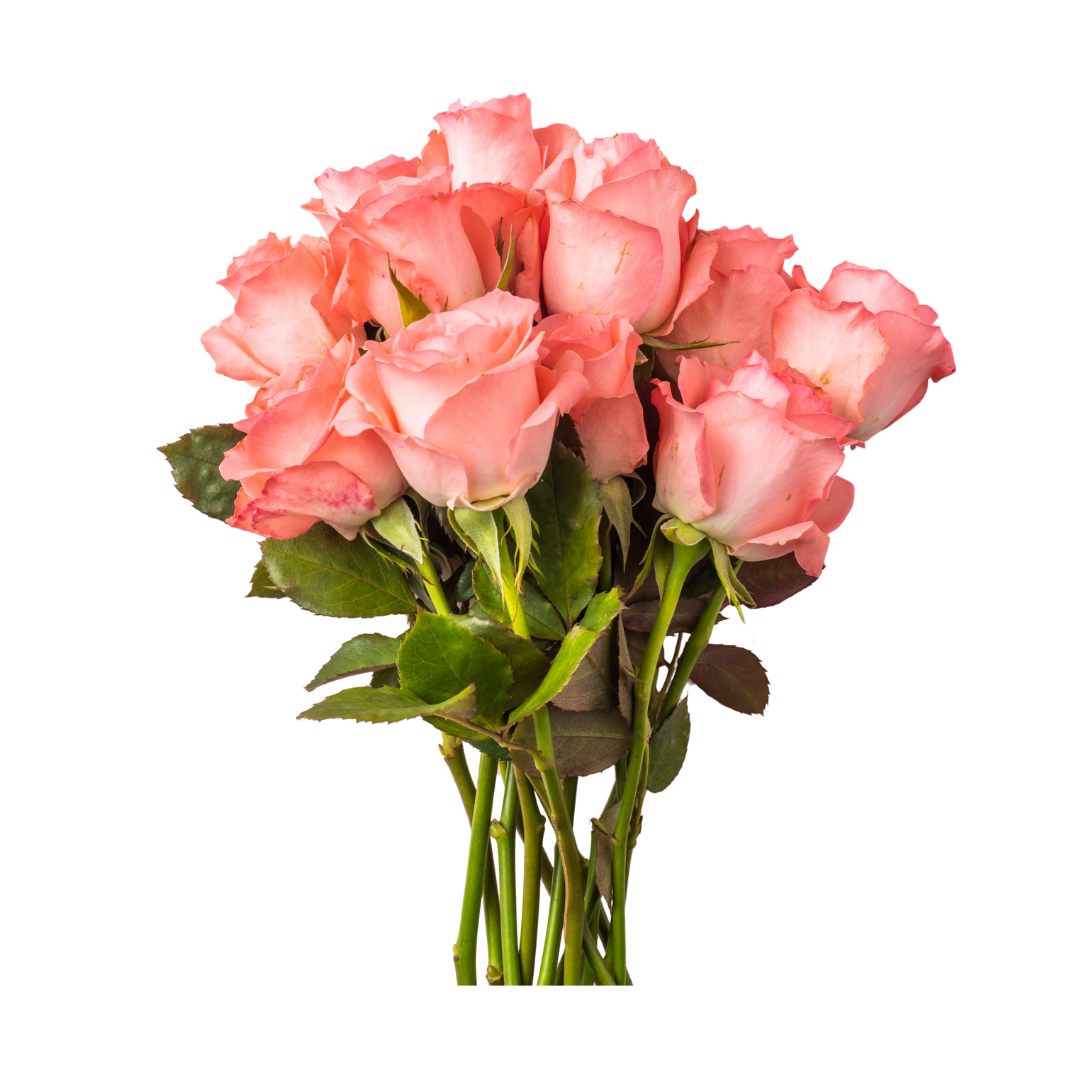 Rozen (Rosa) 10 stelen per bos 50 cm