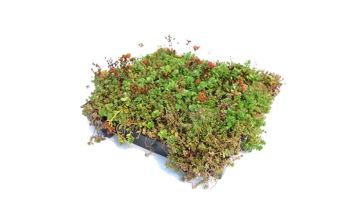 Sempergreen Click ’n go® Light Sedumtray