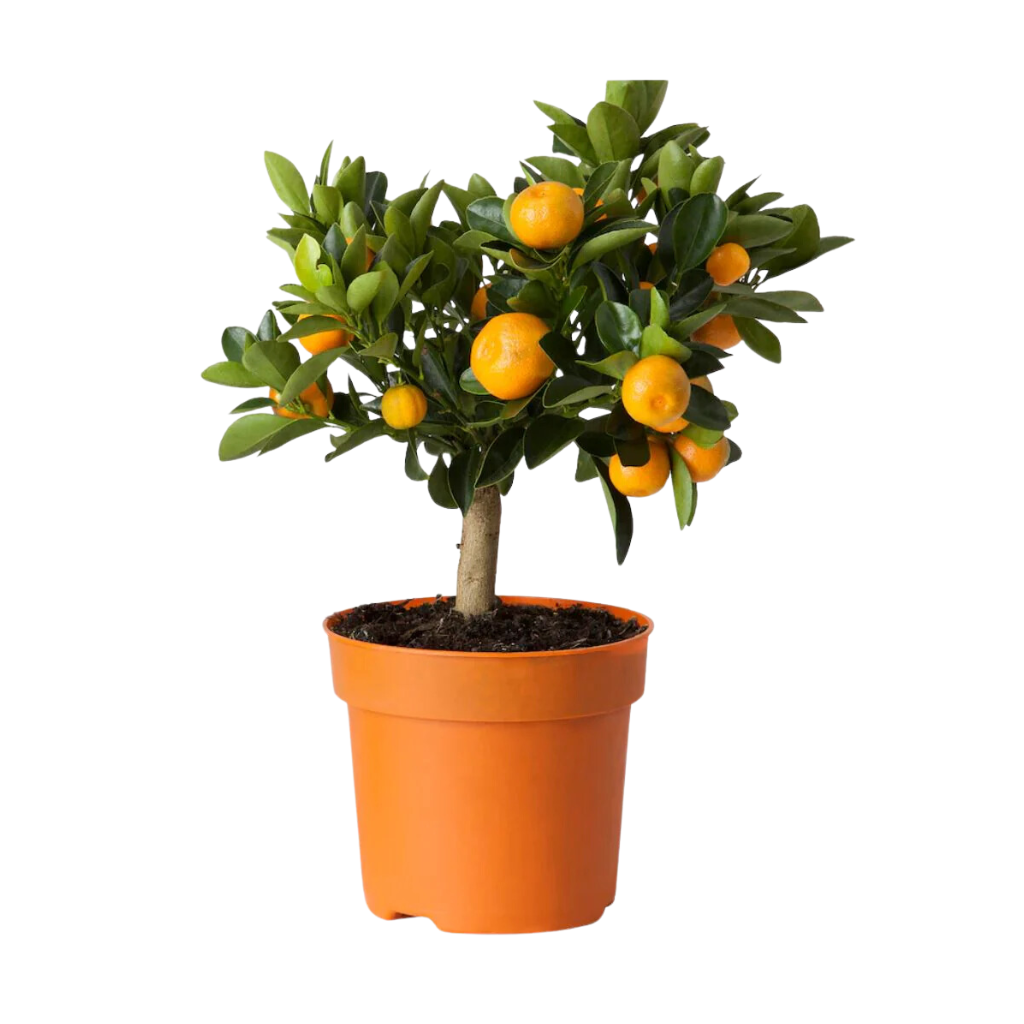 Sinaasappelboompje (Citrus Sinensis) H 70 ø 21 cm