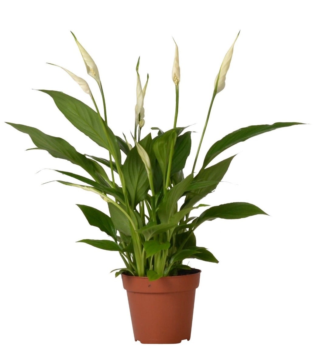Lepelplant (Spathiphyllum) H 35 ø 12 cm