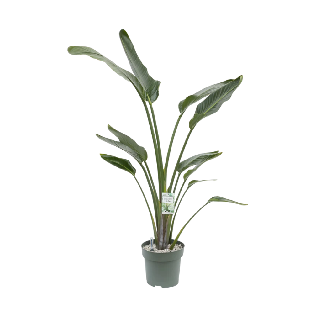 Paradijsvogelplant (Streliztia Nicolai) 180 x 27 cm