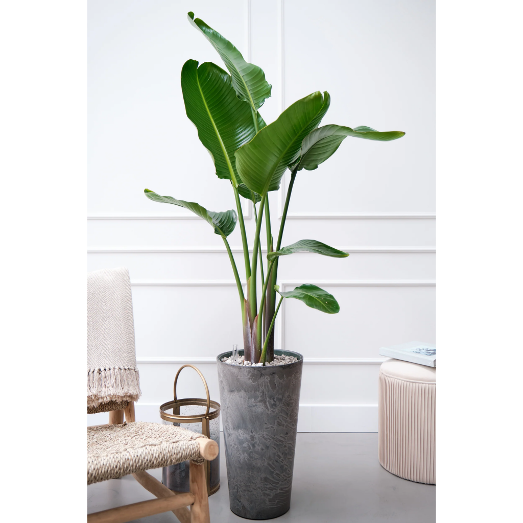 Paradijsvogelplant (Streliztia Nicolai) 180 x 27 cm