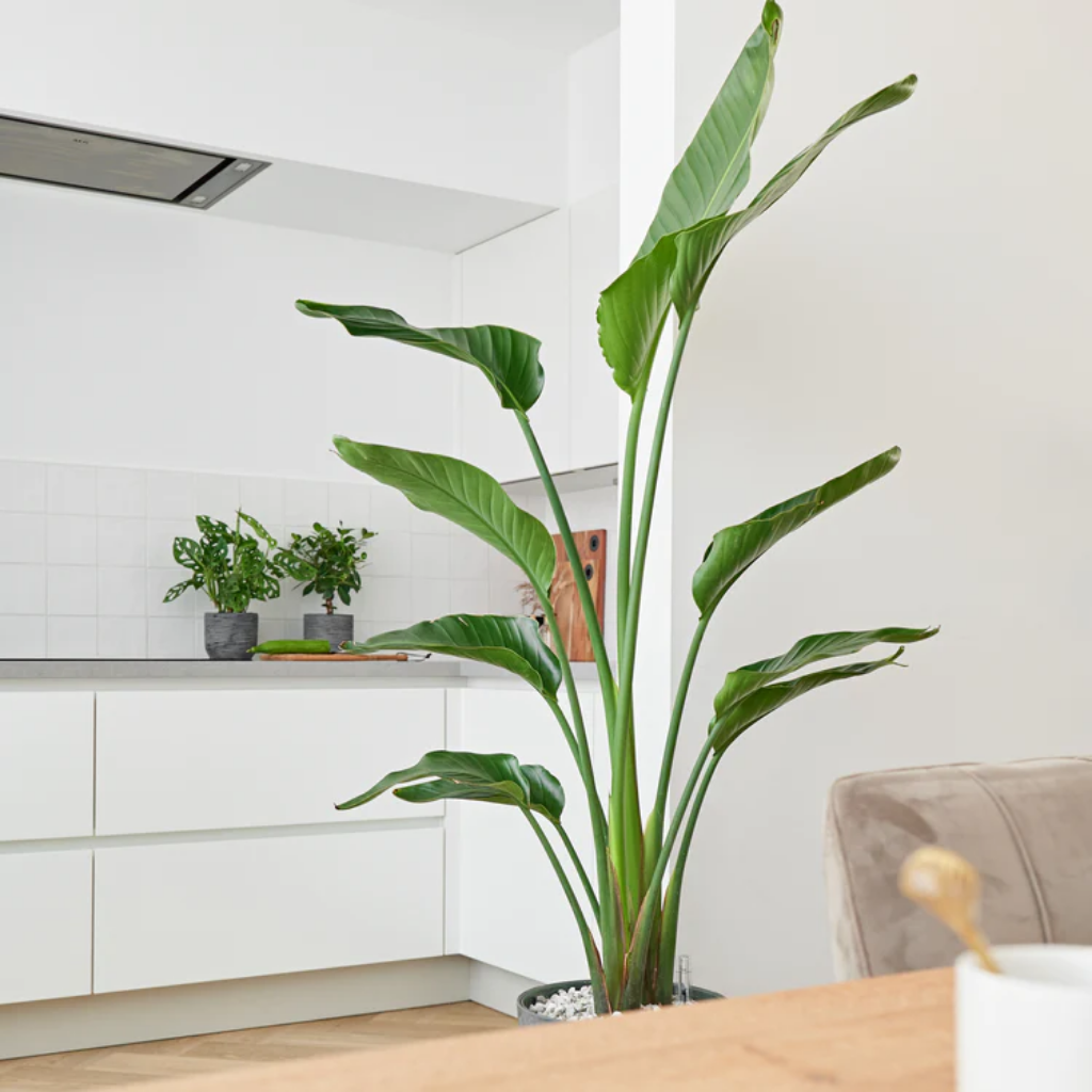 Paradijsvogelplant (Streliztia Nicolai) 180 x 27 cm